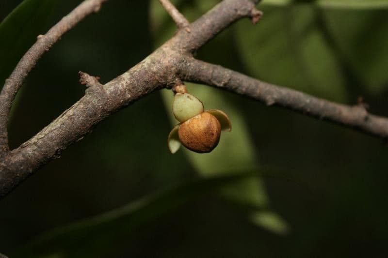 Anaxagorea 6