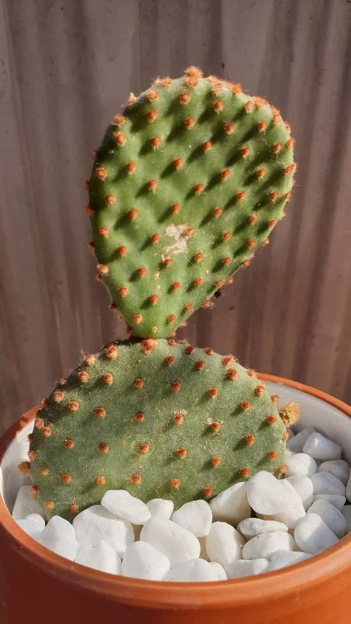 Chenille prickly-pear 4