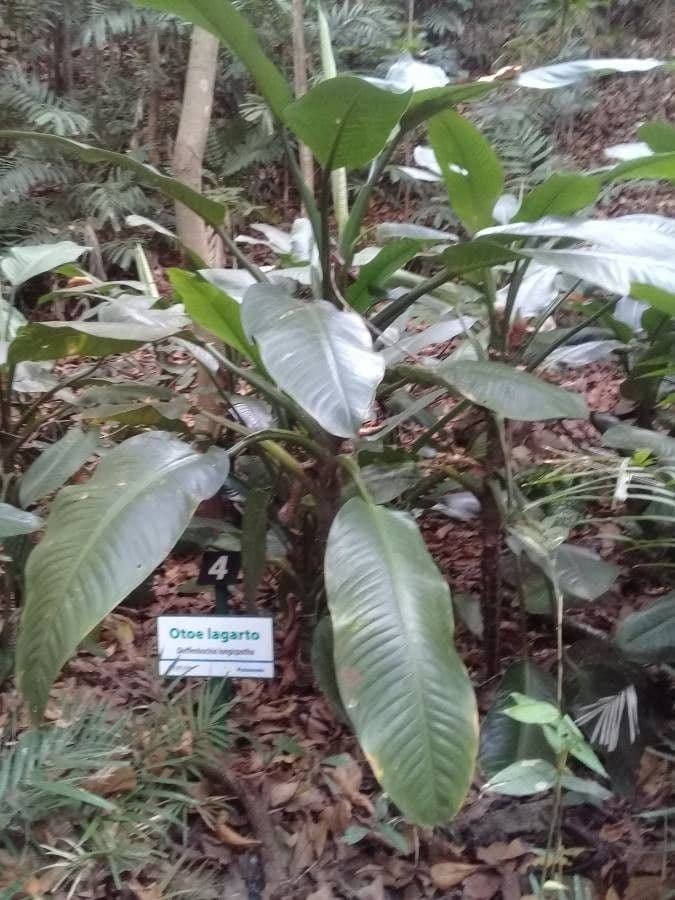 Dieffenbachia