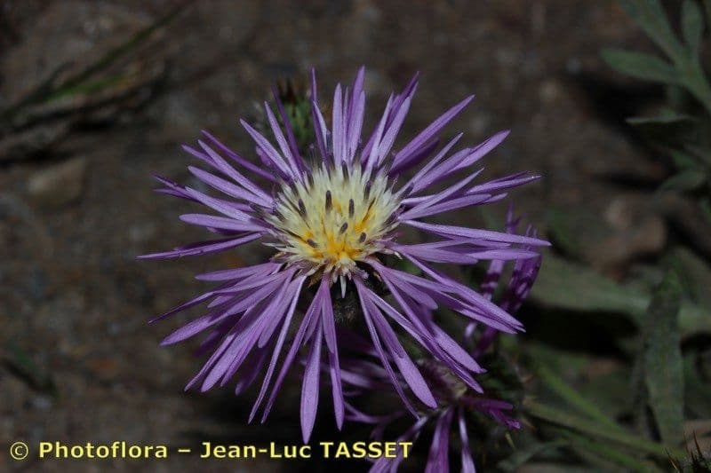 Volutaria spinosa 3