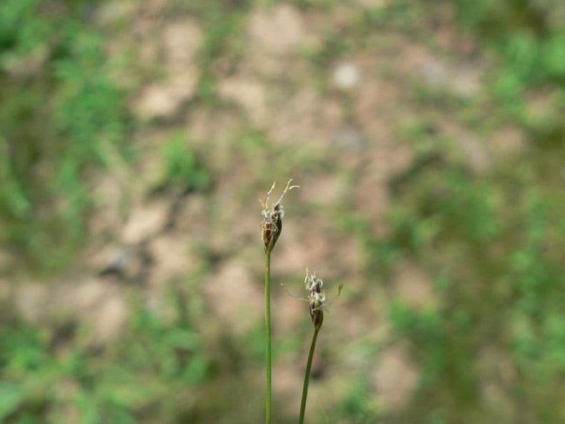 Giunchina aghiforme 5