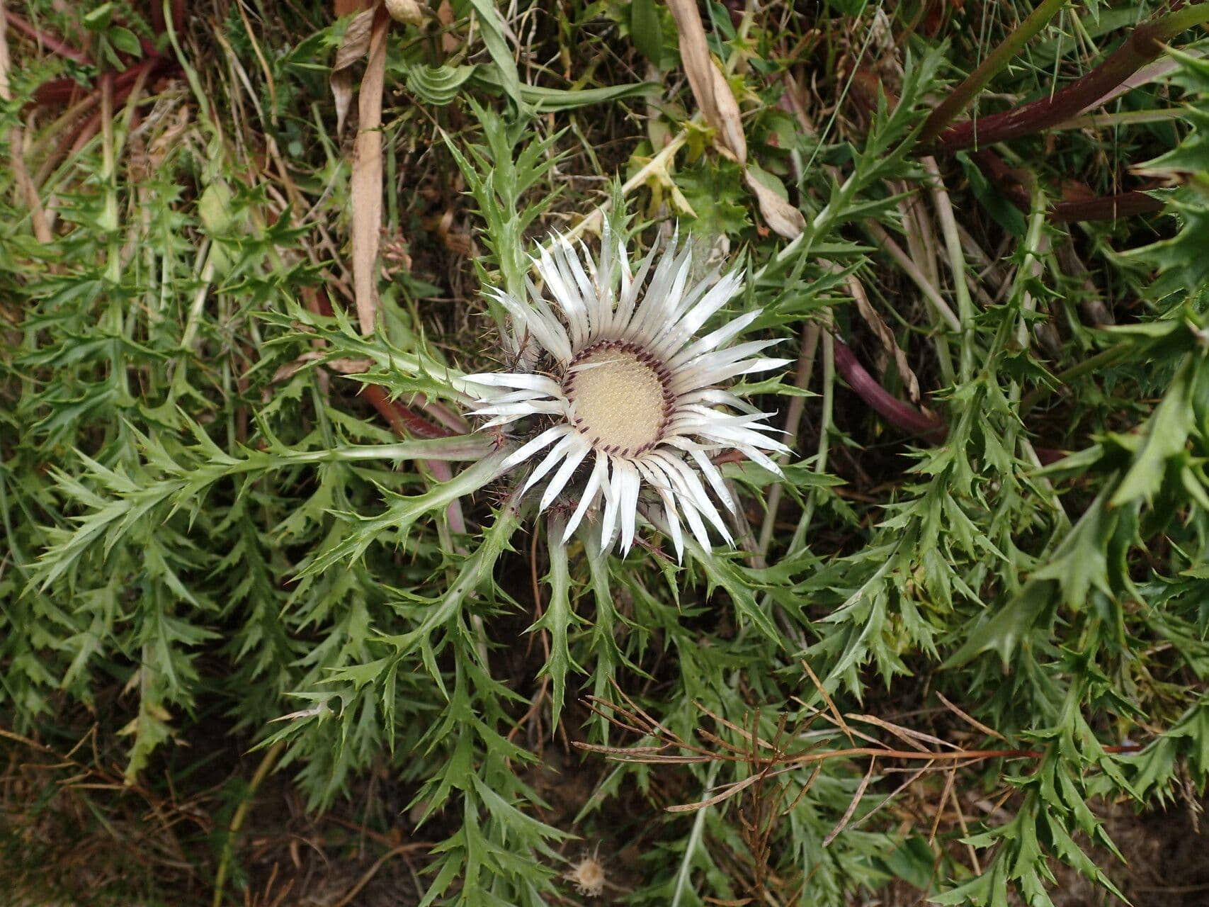 Silberdistel 27