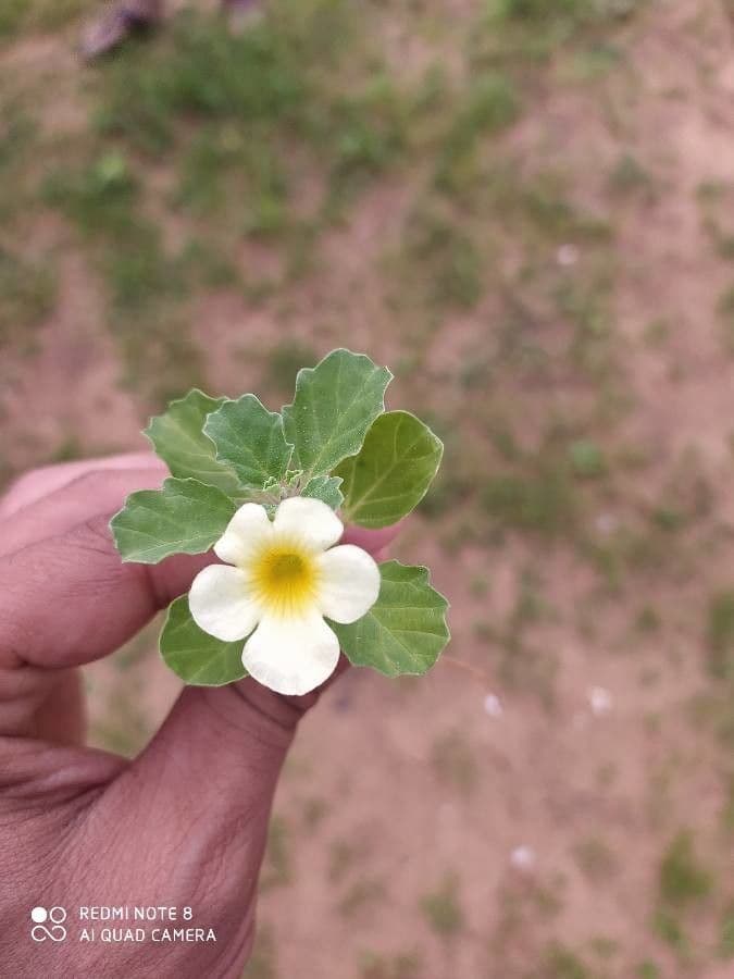 Pedalium murex 14