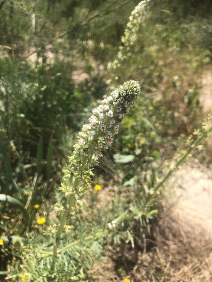 Reseda bianca 6