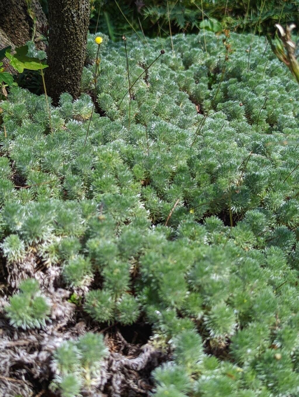 Cotula 13