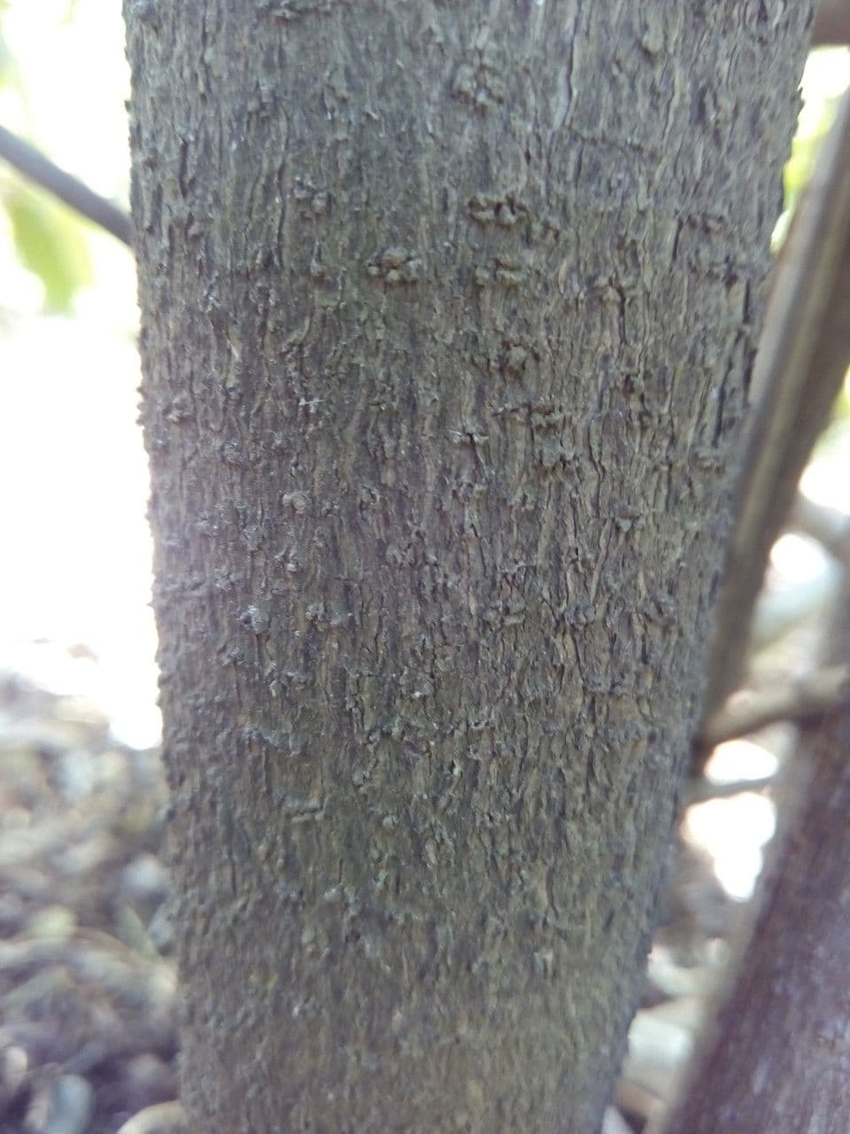 Noce moscata 19