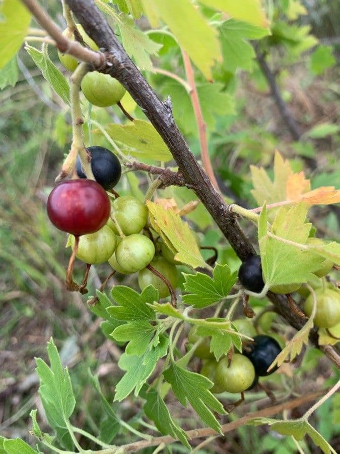 Ribes aureo 24