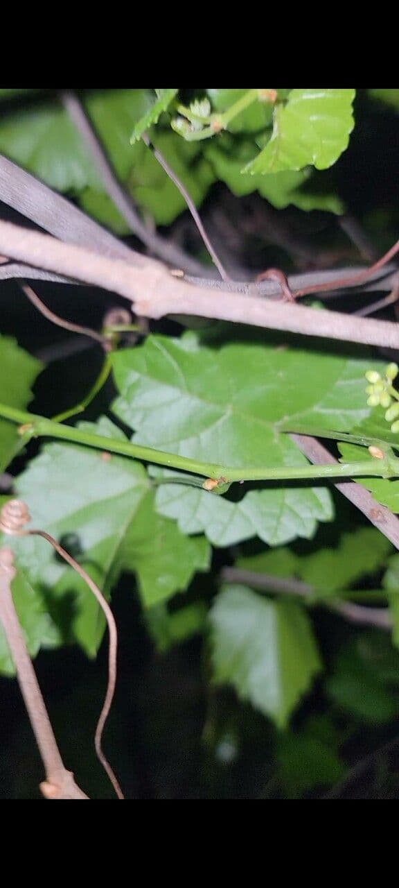 Vite rotondifolia 23