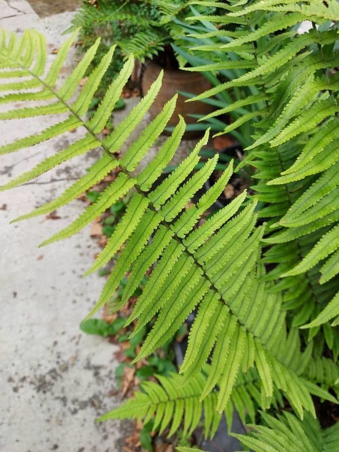 Dryopteris 9