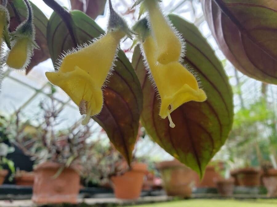 Nematanthus