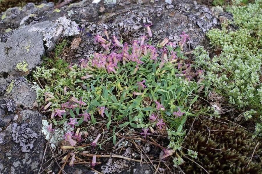 Silene 6
