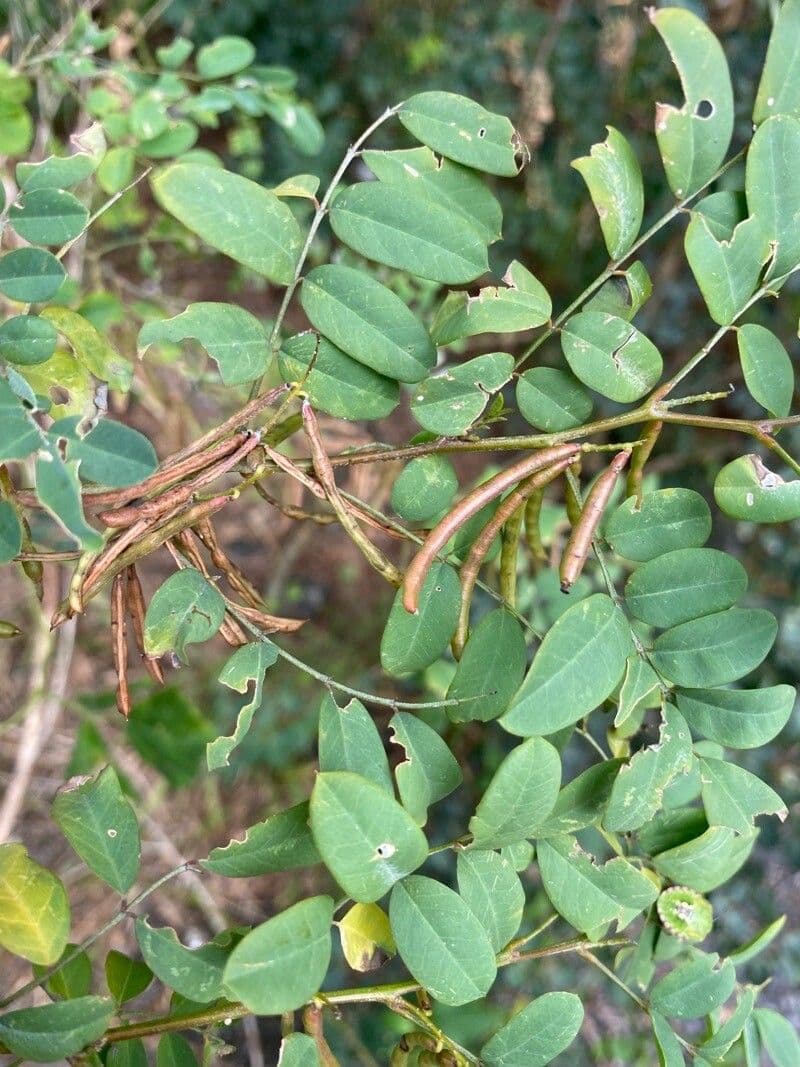 Indaco 3