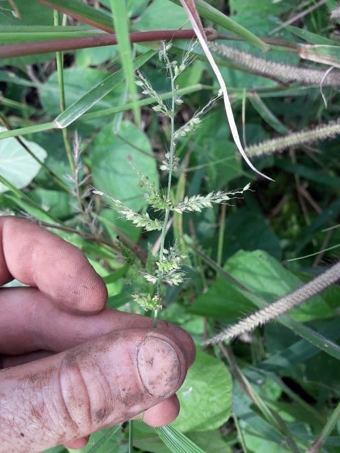 Setaria barbata 3