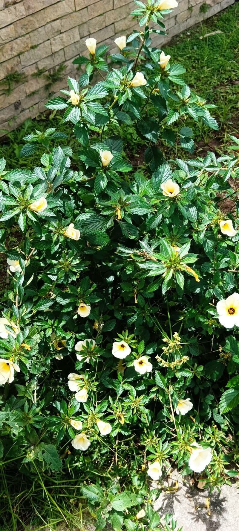 Turnera subulata 6