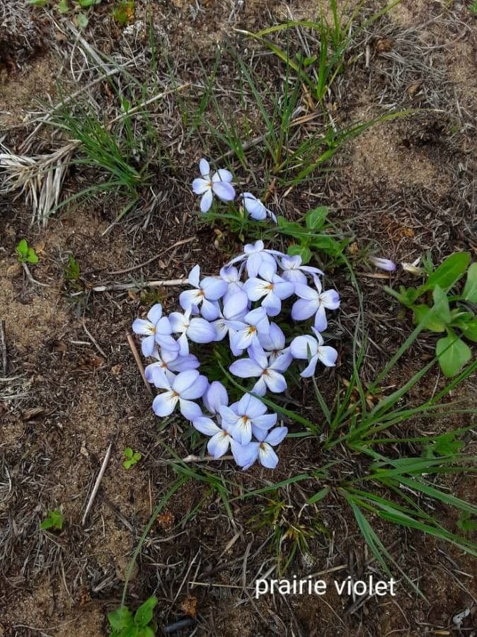 Viola pedatifida