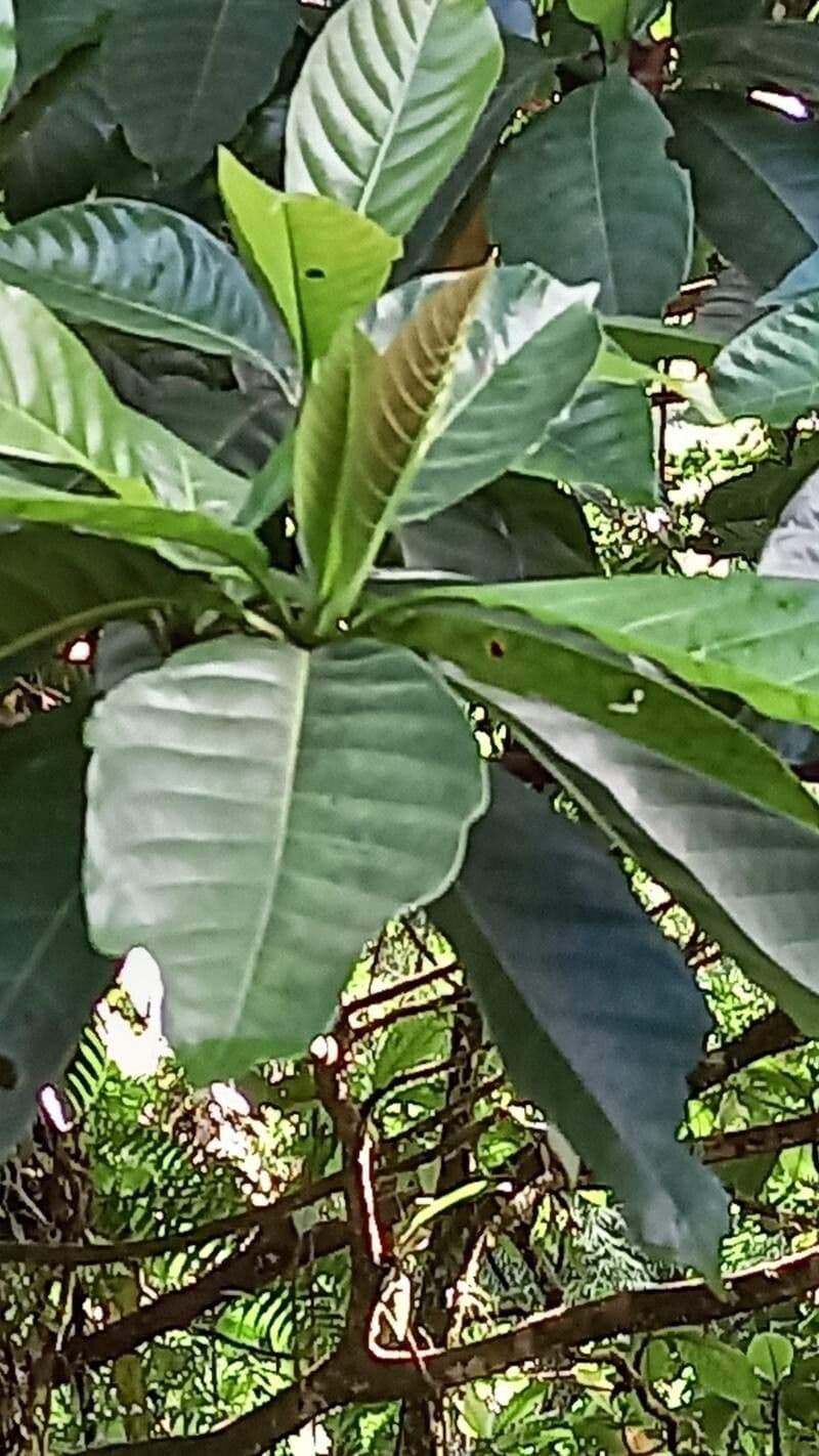 Chimarrhis 2