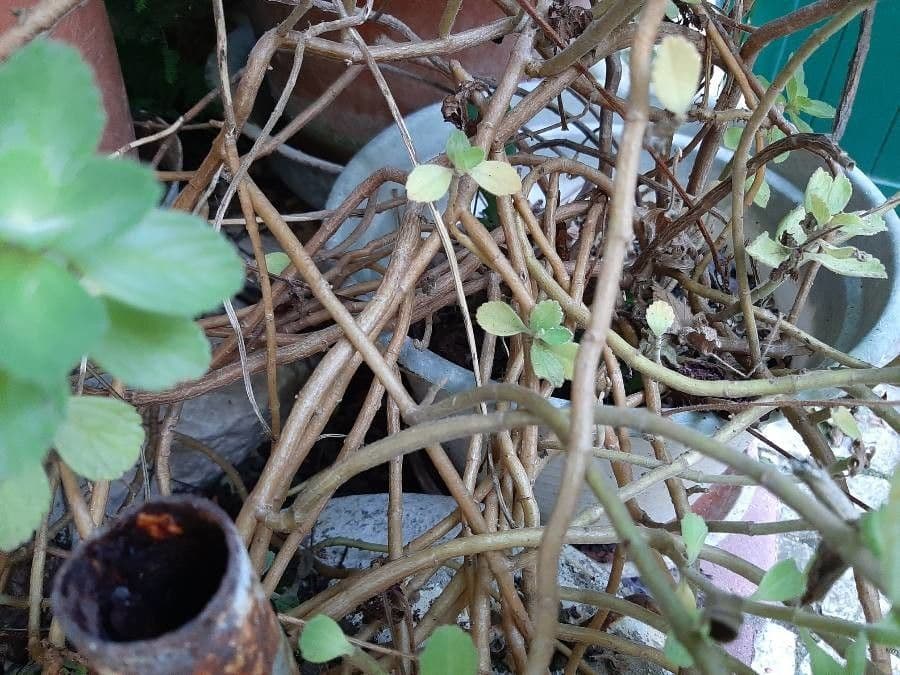 Cuban-oregano 21