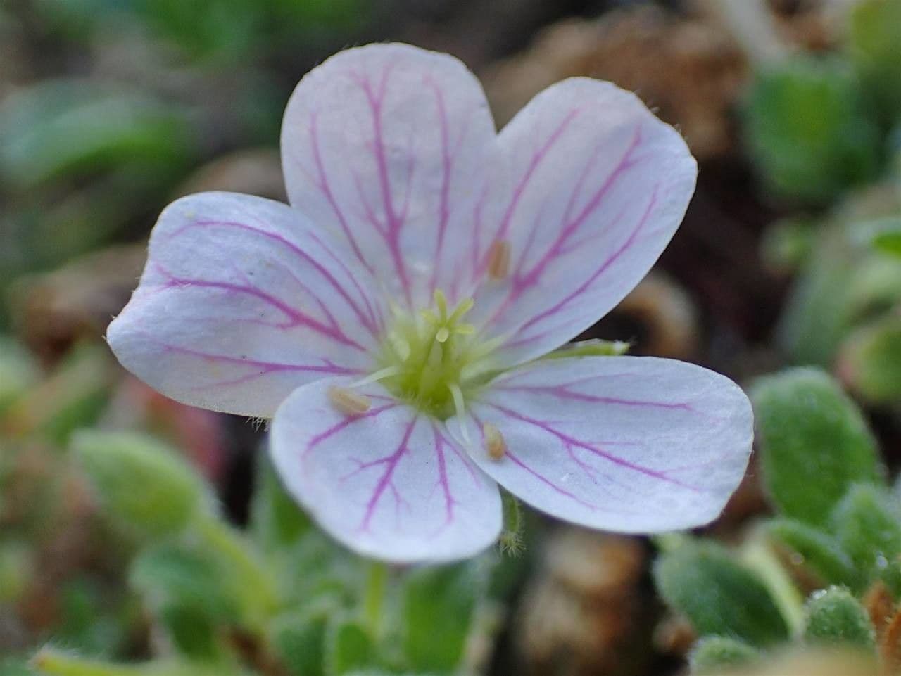 Erodio 4