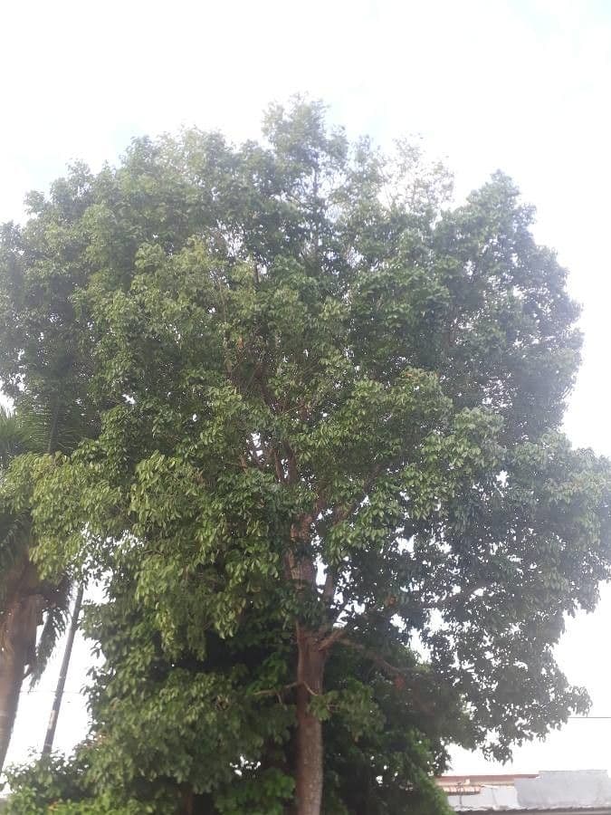 Andira inerme 5