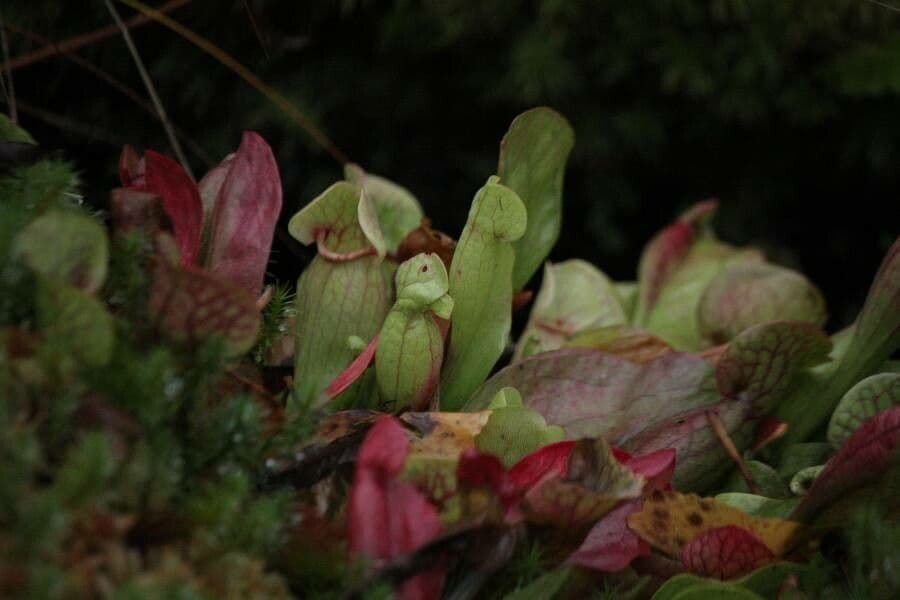 Rote Schlauchpflanze 8