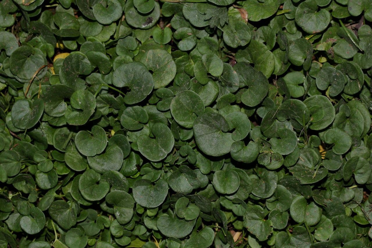 Dichondra a fiore piccolo 7