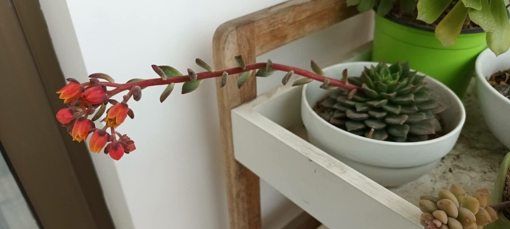 Echeveria 24