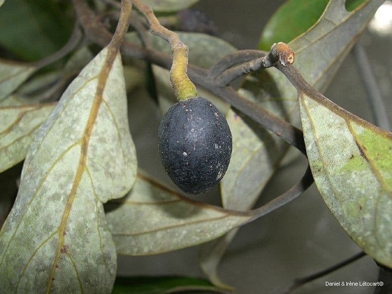 Cryptocarya