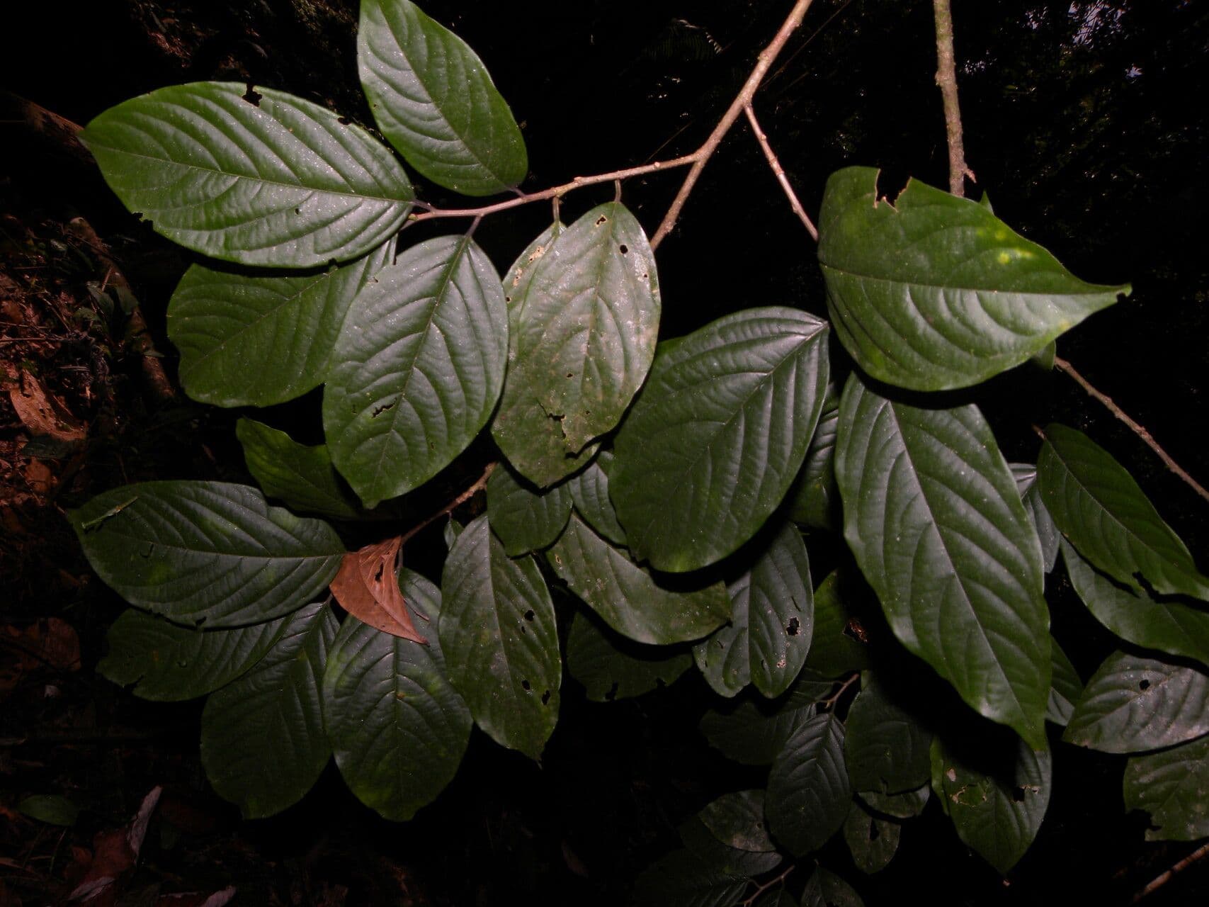 Colubrina 4