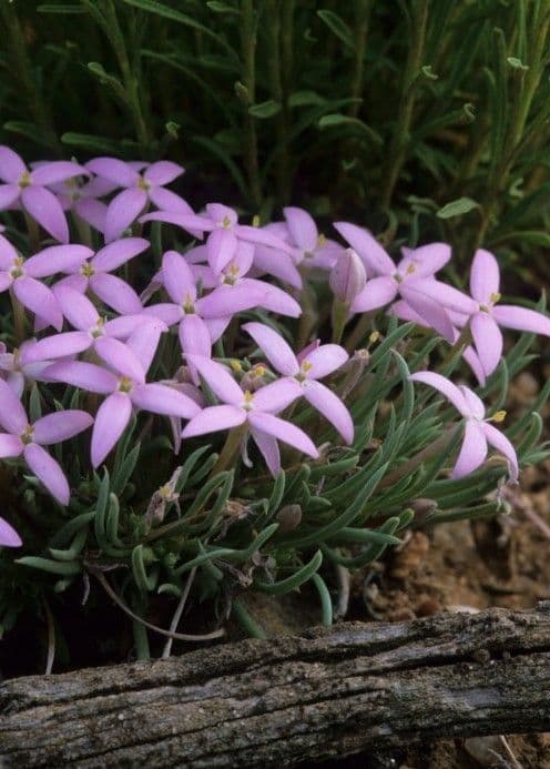 Houstonia rossa 3