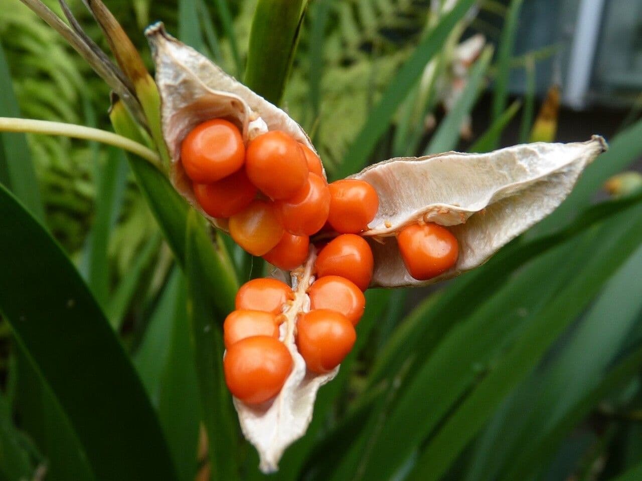 Iris fétide 2