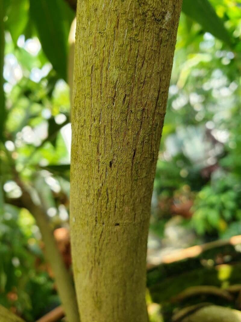 Blue Fig 10