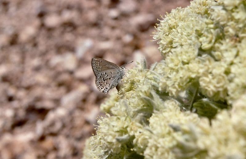 Granit-Polygonum 5