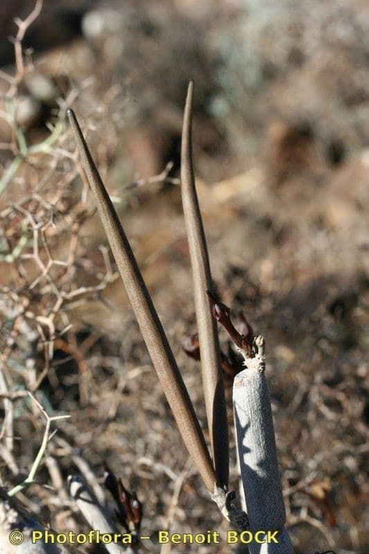 Ceropegia 2