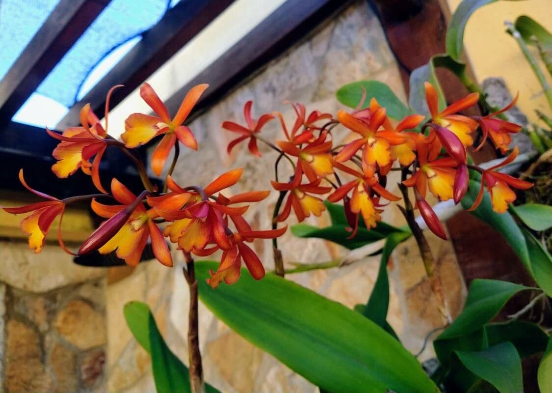 Scaphyglottis 4