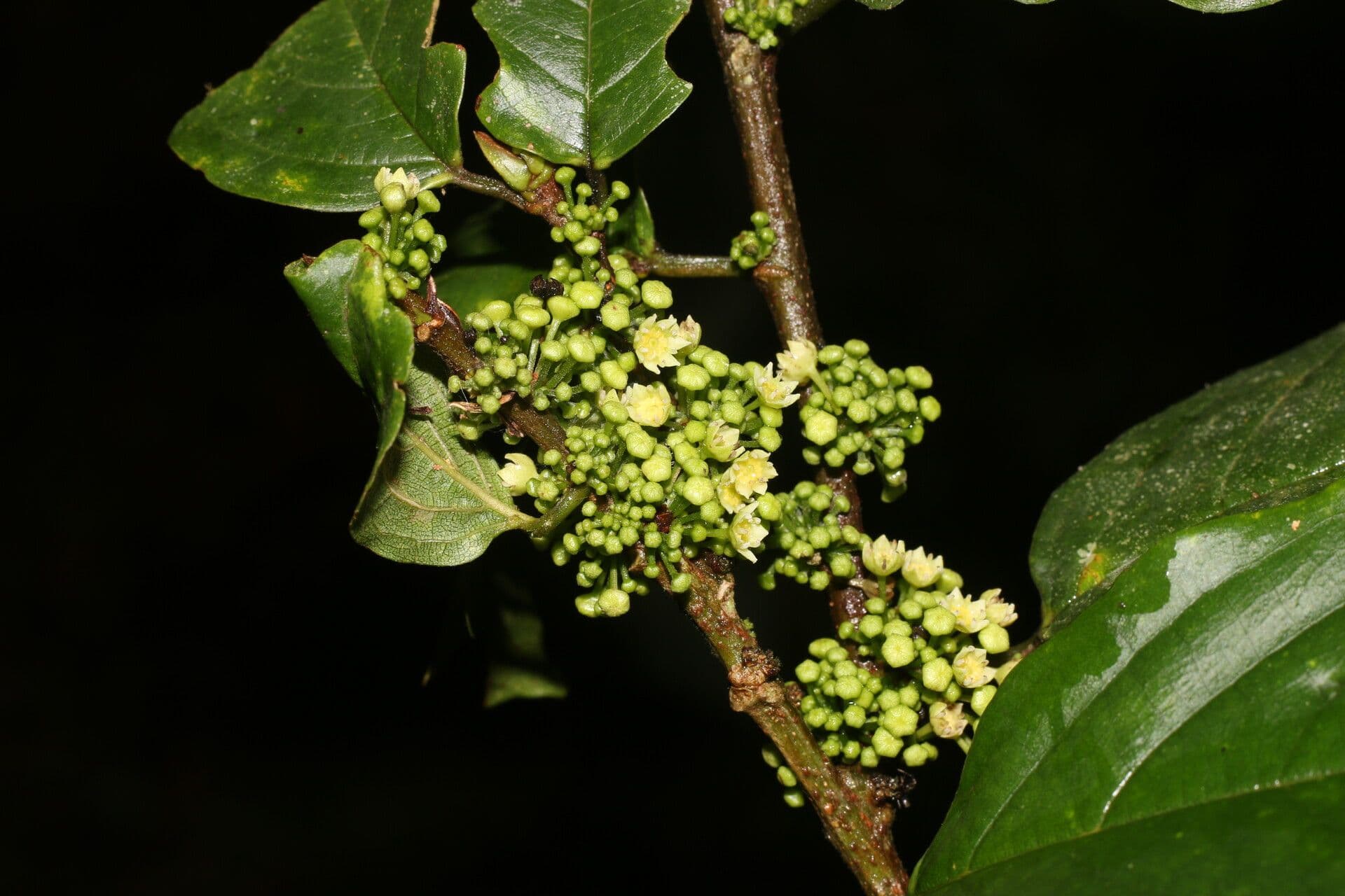 Colubrina 7