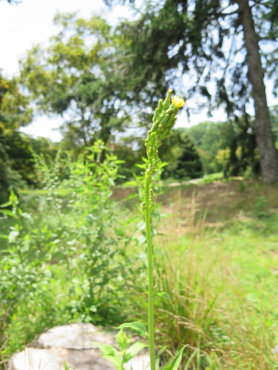 Lactuca 7