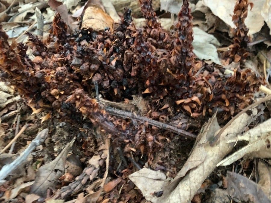 Conopholis 3