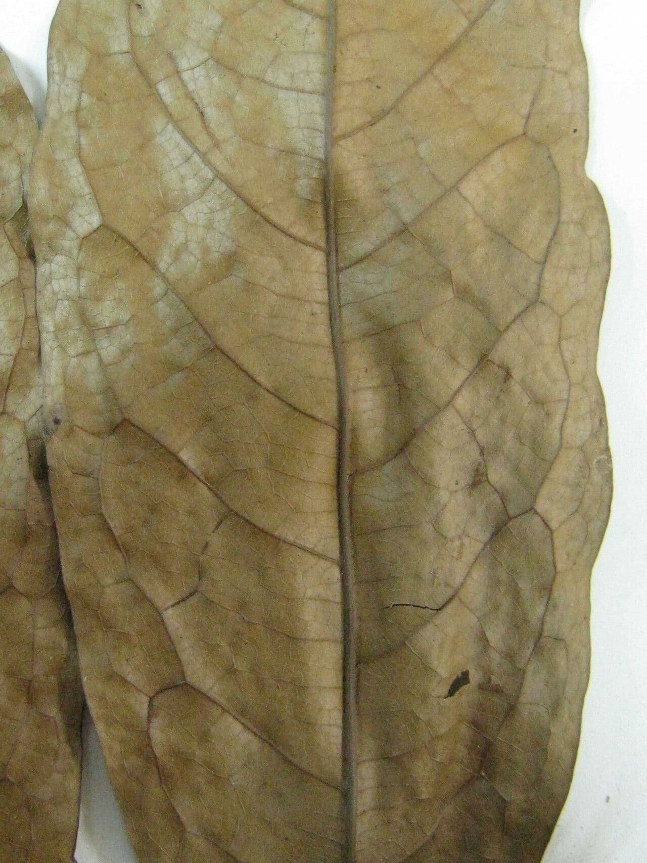 Duguetia