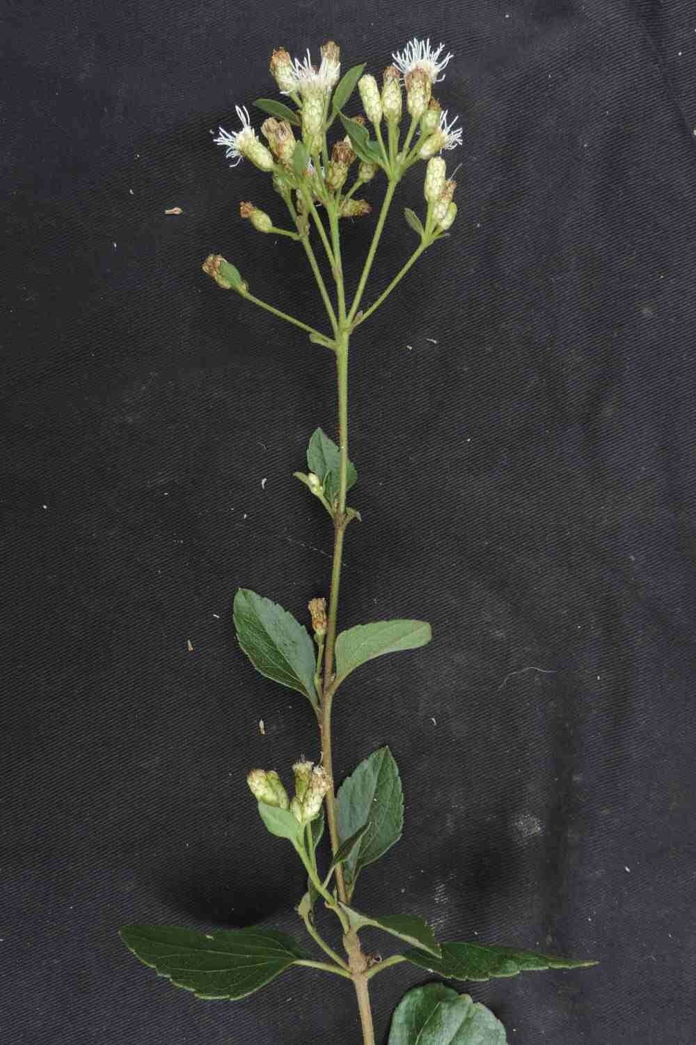 Chromolaena 4