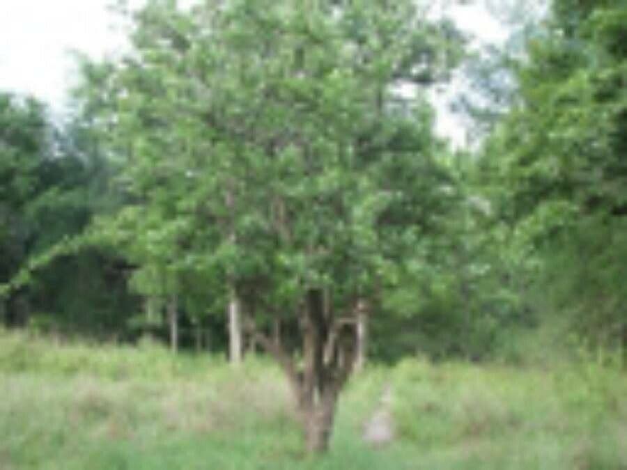 Crateva religiosa 6