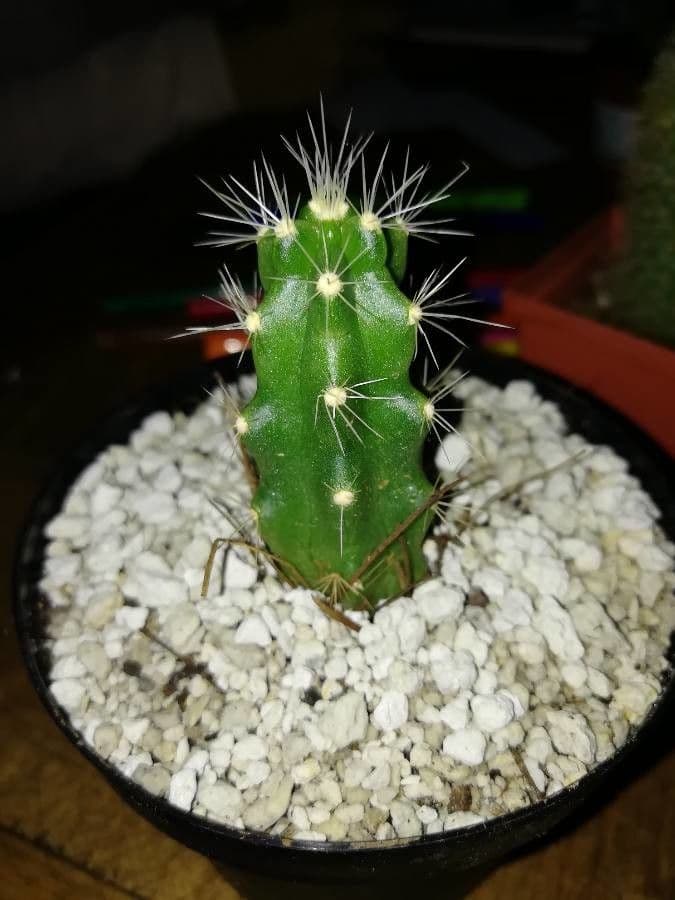Echinocereus cinerascens 6