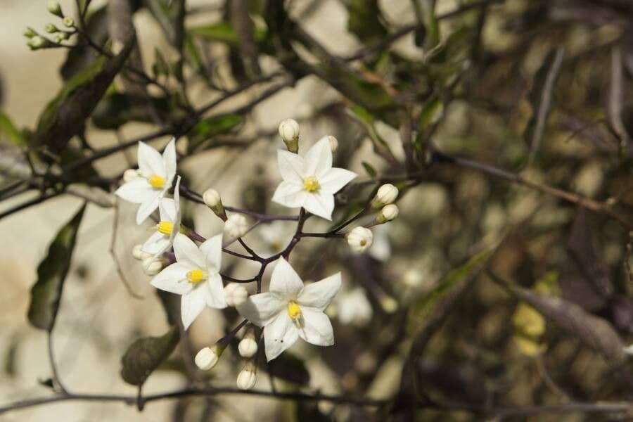 Solanum laxum 7