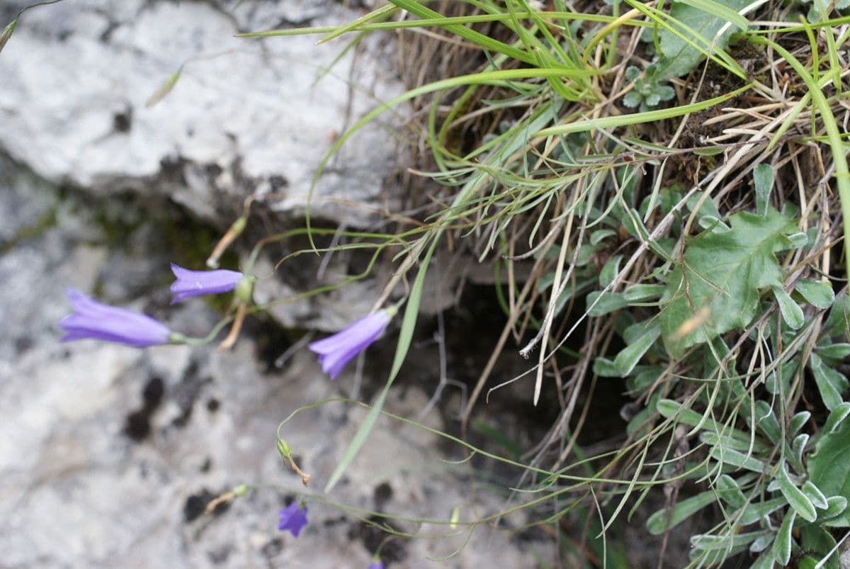 Campanula stenocodon 10