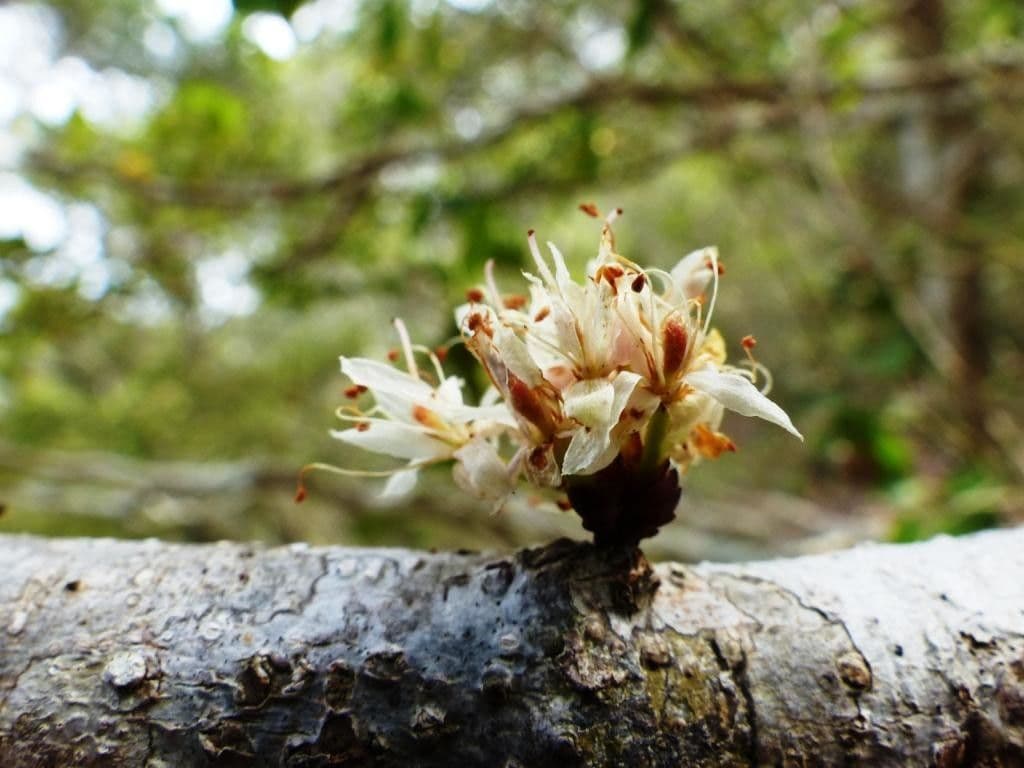 Cynometra ramiflora 7