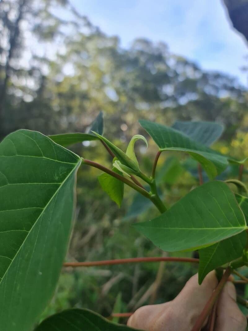 Homalanthus 2