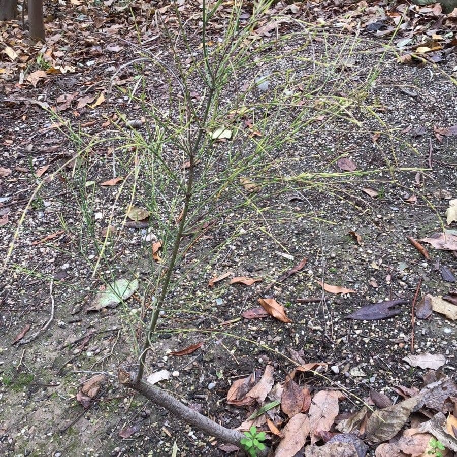 Casuarina 3