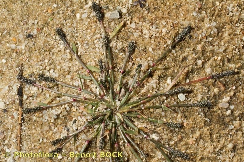 Sporobolus 11