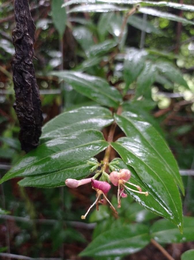 Caprifoglio acuminato 6