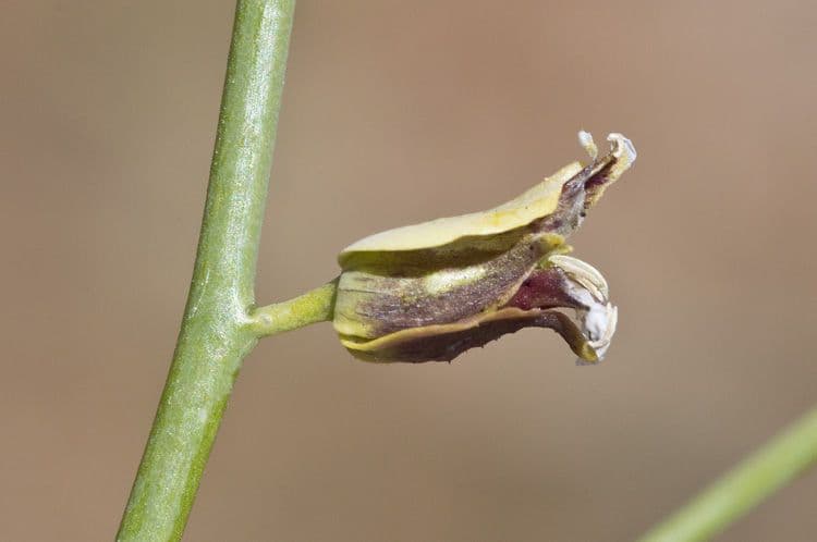 Streptanthus polygale 5