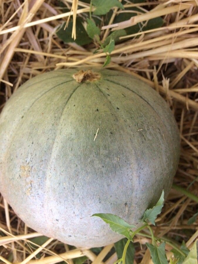 Melon 25